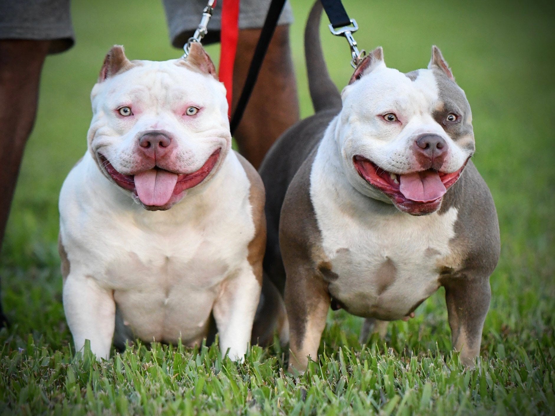 pocket bully breeders