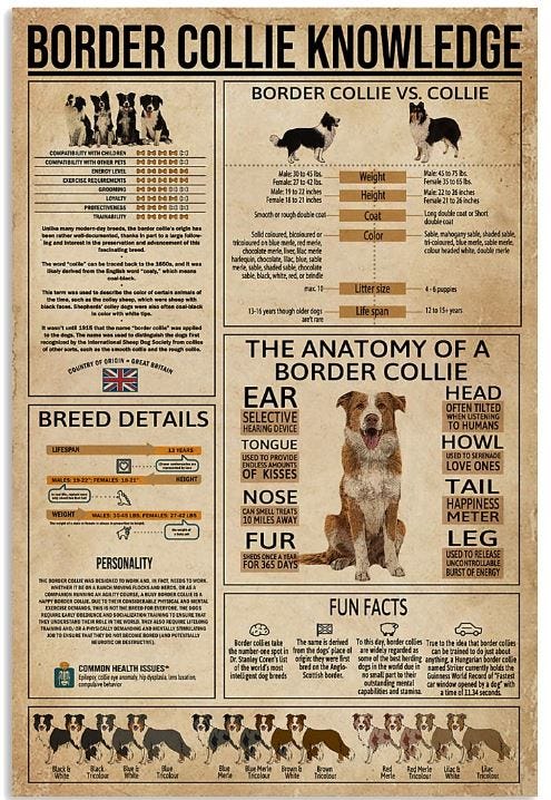 63+ Border Collie Vs Australian Shepherd Size