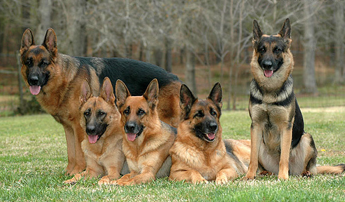 what is the largest german shepherd