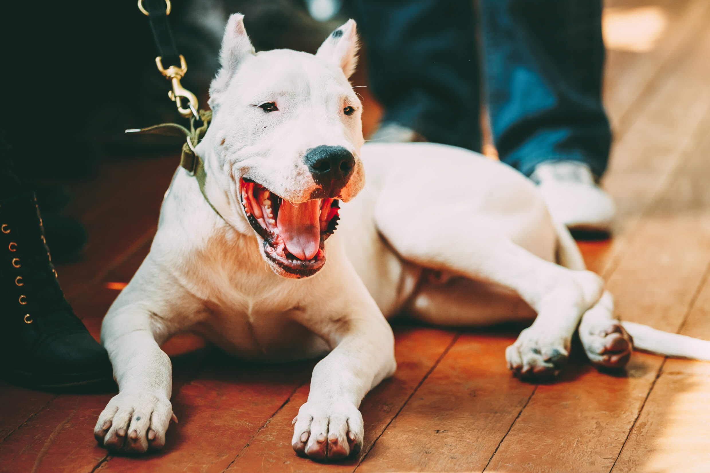 Dogo Arjantin Atletik Gorunumlu Kasli Yapida Ve Orta Boyutlarda Bir Irktir Coolpetz Kopek Turleri Buyuk Kopekler Pitbull