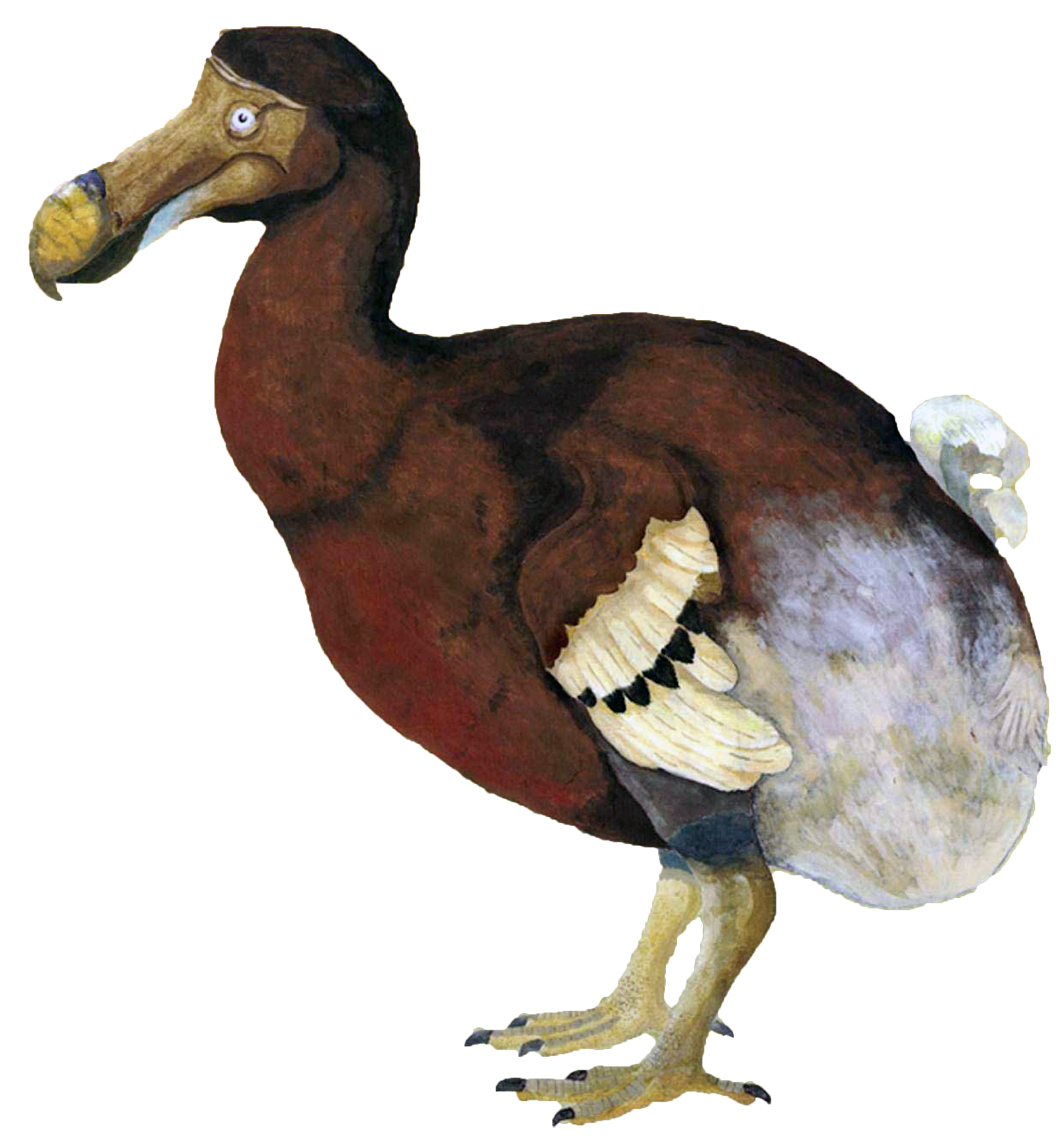 How to bring back the Dodo?. The Dodo 