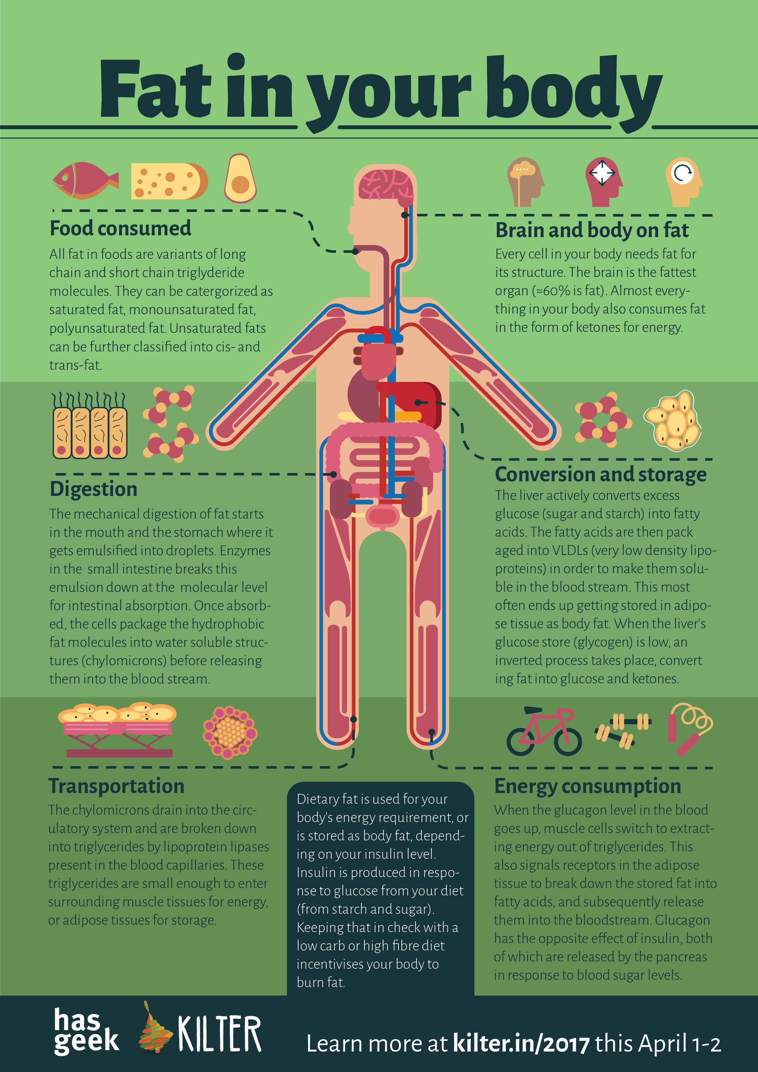 Fat In Your Body What s The Connection Between Fat In By Kiran 