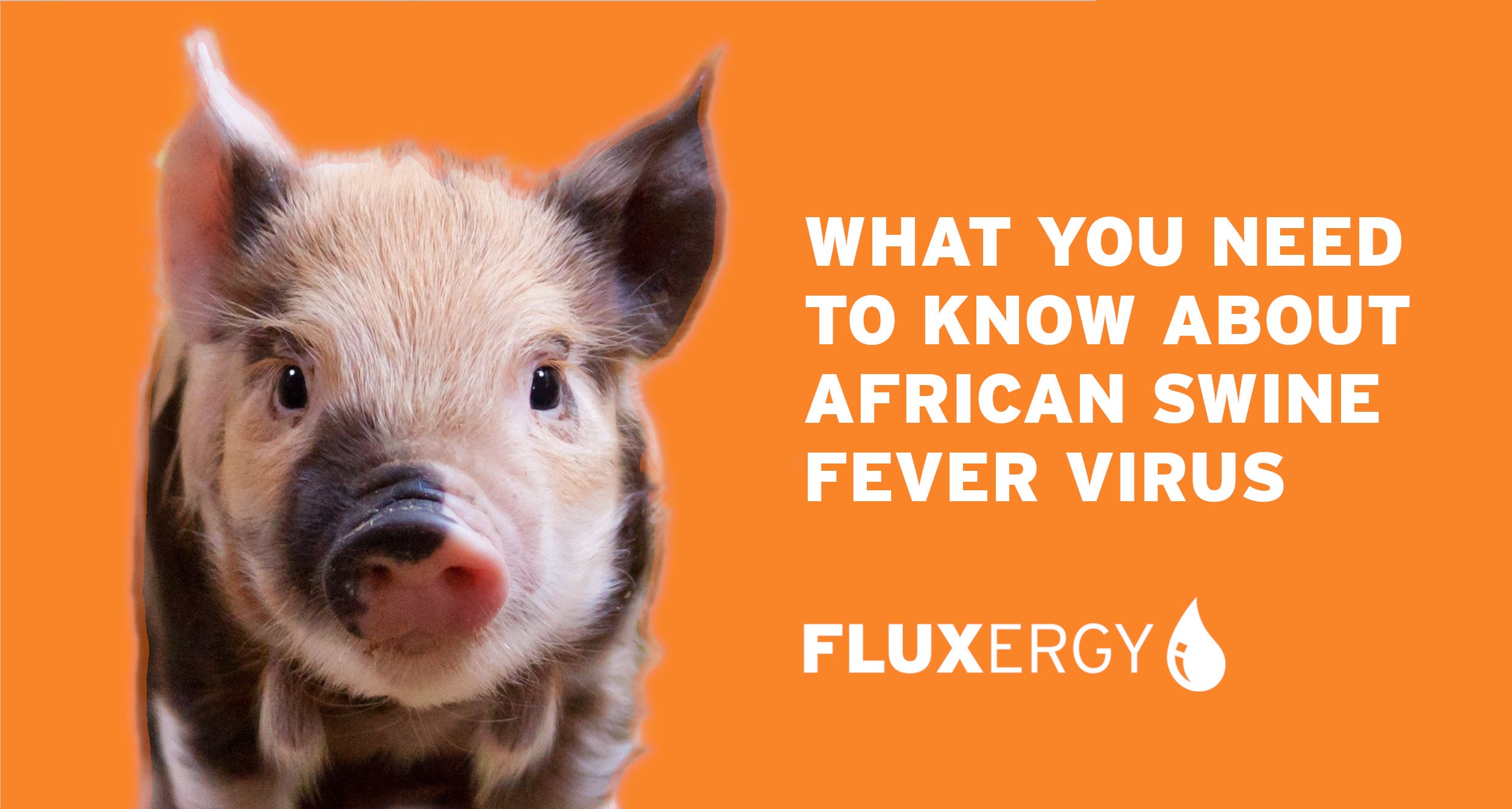 What You Need to Know About African Swine Fever Virus by Fluxergy