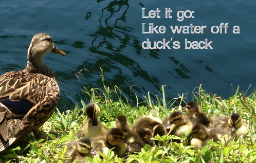 Let It Roll Off Like Water On A Ducks Back By Heather Valentine Medium Let It Roll Off Like Water On A Ducks Back By Heather Valentine Medium
