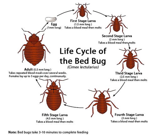 Near me control pest Find Pest