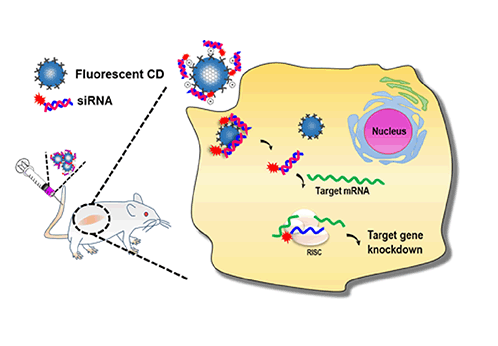 Difference between in vivo Labeling and in vitro Labeling | by Creative  Proteomics | Medium