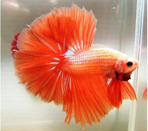 Rare Types Of Betta Fish Francis W Bangayan Medium