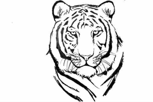 white-tiger-drawing-black-and-white-tiger-painting-tiger-drawing