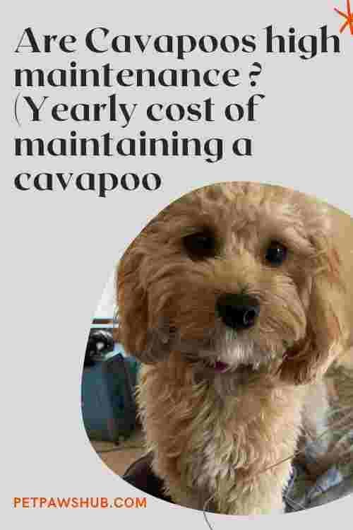 How Often Should I Wash My Cavapoo