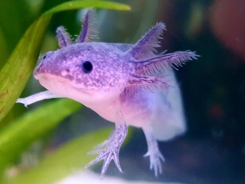 Axolotls Are Endangered And We Need To Do Something About It By Aquarium Me Creatures Medium Axolotls Are Endangered And We Need To Do Something About It By Aquarium Me Creatures Medium