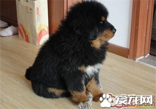 small tibetan mastiff