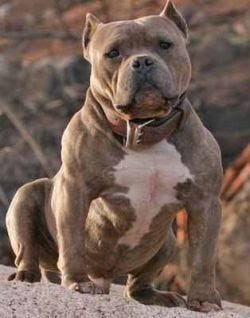 blue brindle razor edge pitbull