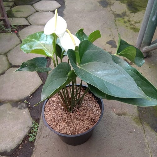 Jual Tanaman Anthurium Medium Putih By Rian Aff Medium