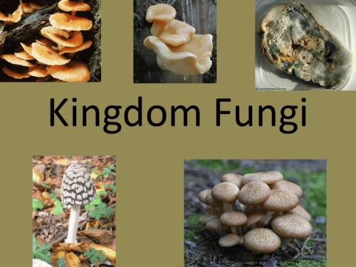 Mcqs On Kingdom Fungi By Biology Experts Notes Medium Mcqs On Kingdom Fungi By Biology Experts Notes Medium