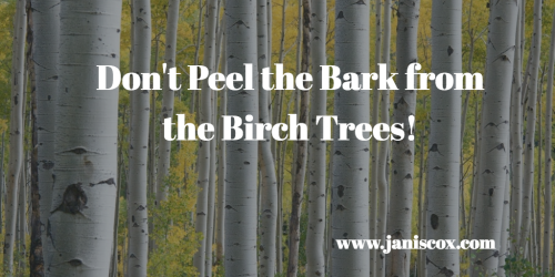 Don T Peel That Birch Bark By Janis Cox Medium Don T Peel That Birch Bark By Janis Cox Medium