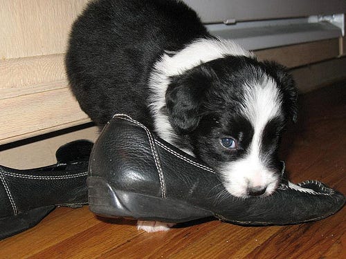 border collie training school