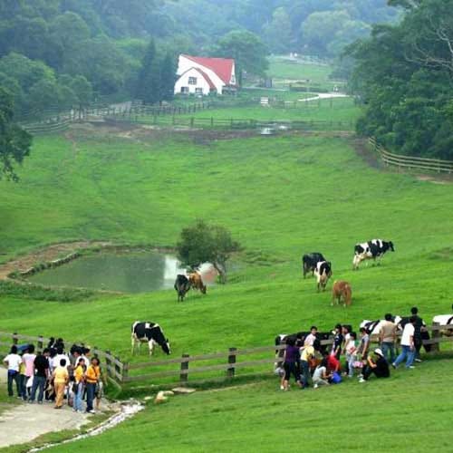 Farmstay Flying Cow Ranch ở Đài Loan