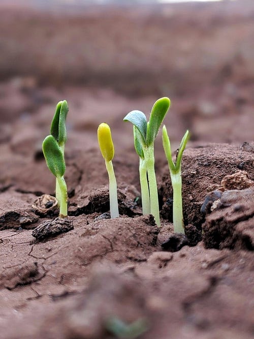 New growth sprouts from dry ground