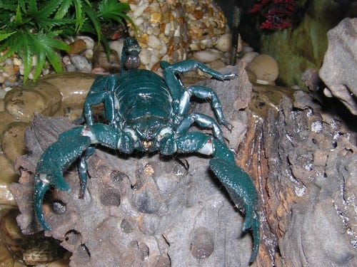 reptile supplies online