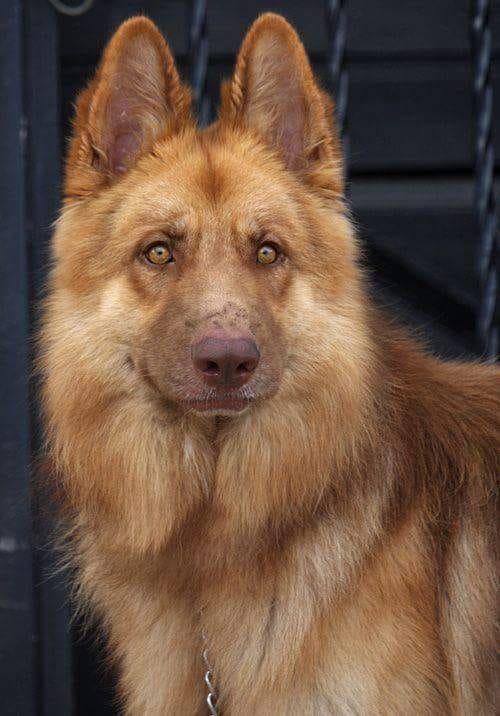 liver tan german shepherd