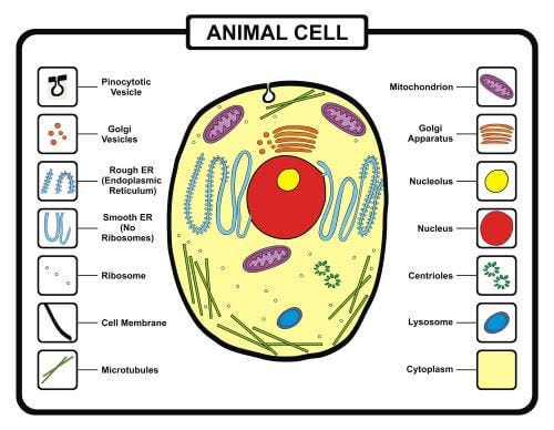 animal cell and plant cell