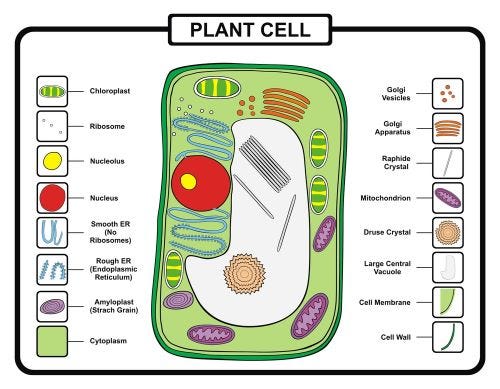 animal cell and plant cell
