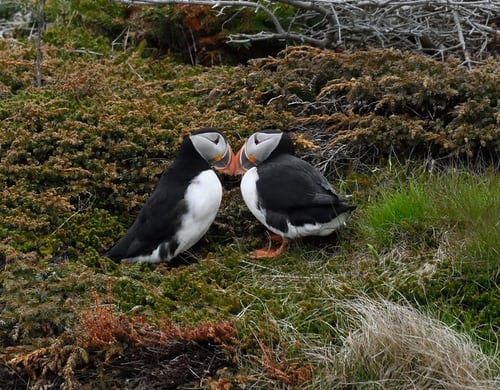 Creative Writing: Puffins and a Doomed Romance