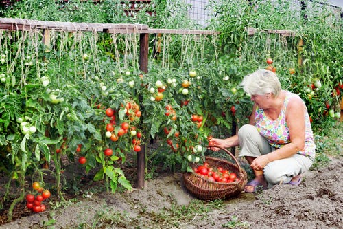 Ample Food In Every Home Kitchen Gardening By Laiba Anjum Medium