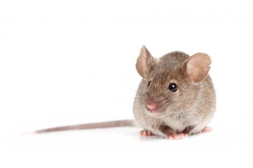 I Didn T Think That Mice Were Good At Climbing Until I Rented A Flat In Edinburgh By Alan Stuart Medium