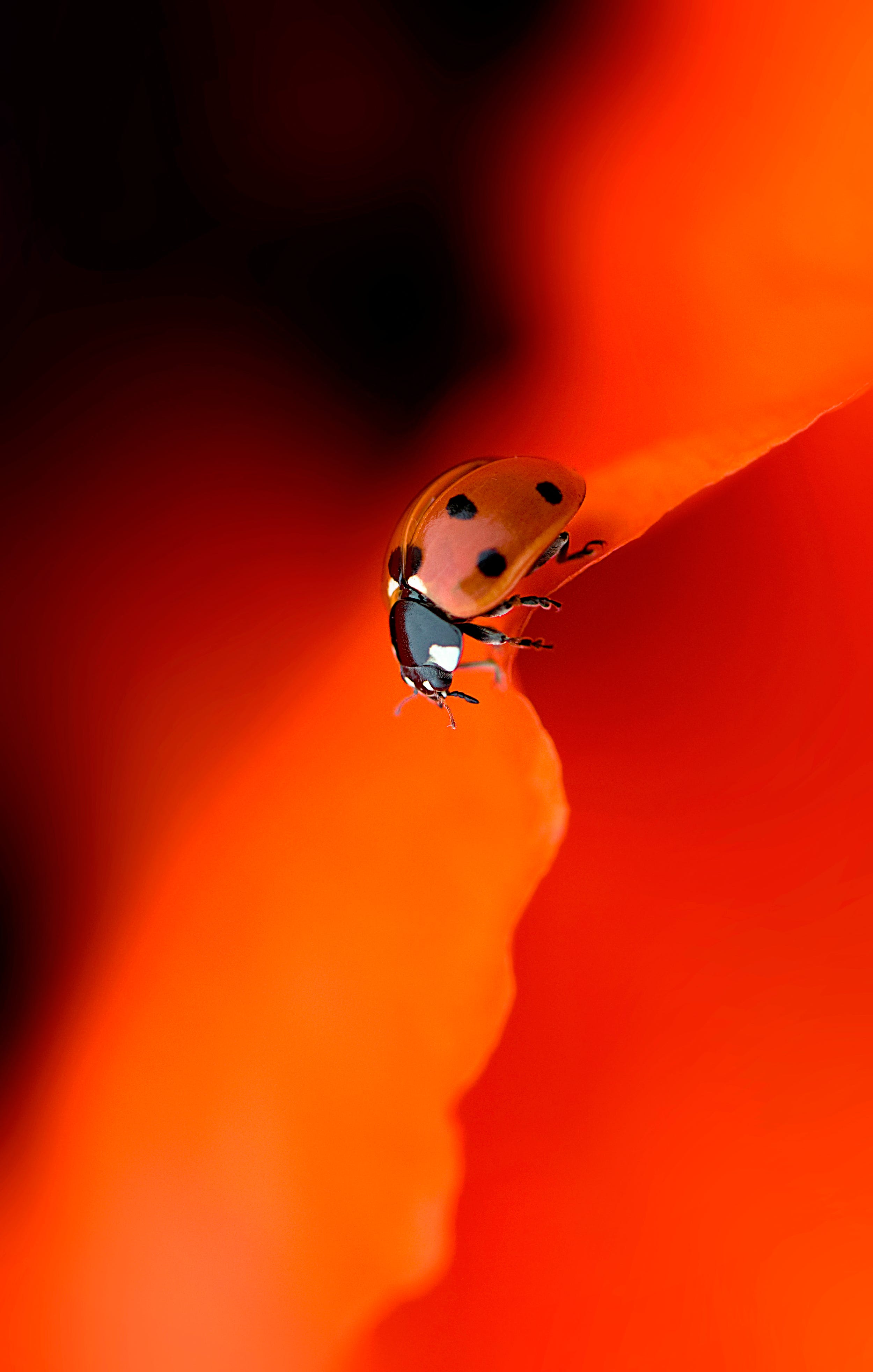 A striking red and orange closeup photo of a ladybug descending the edge of an orange poppy leaf