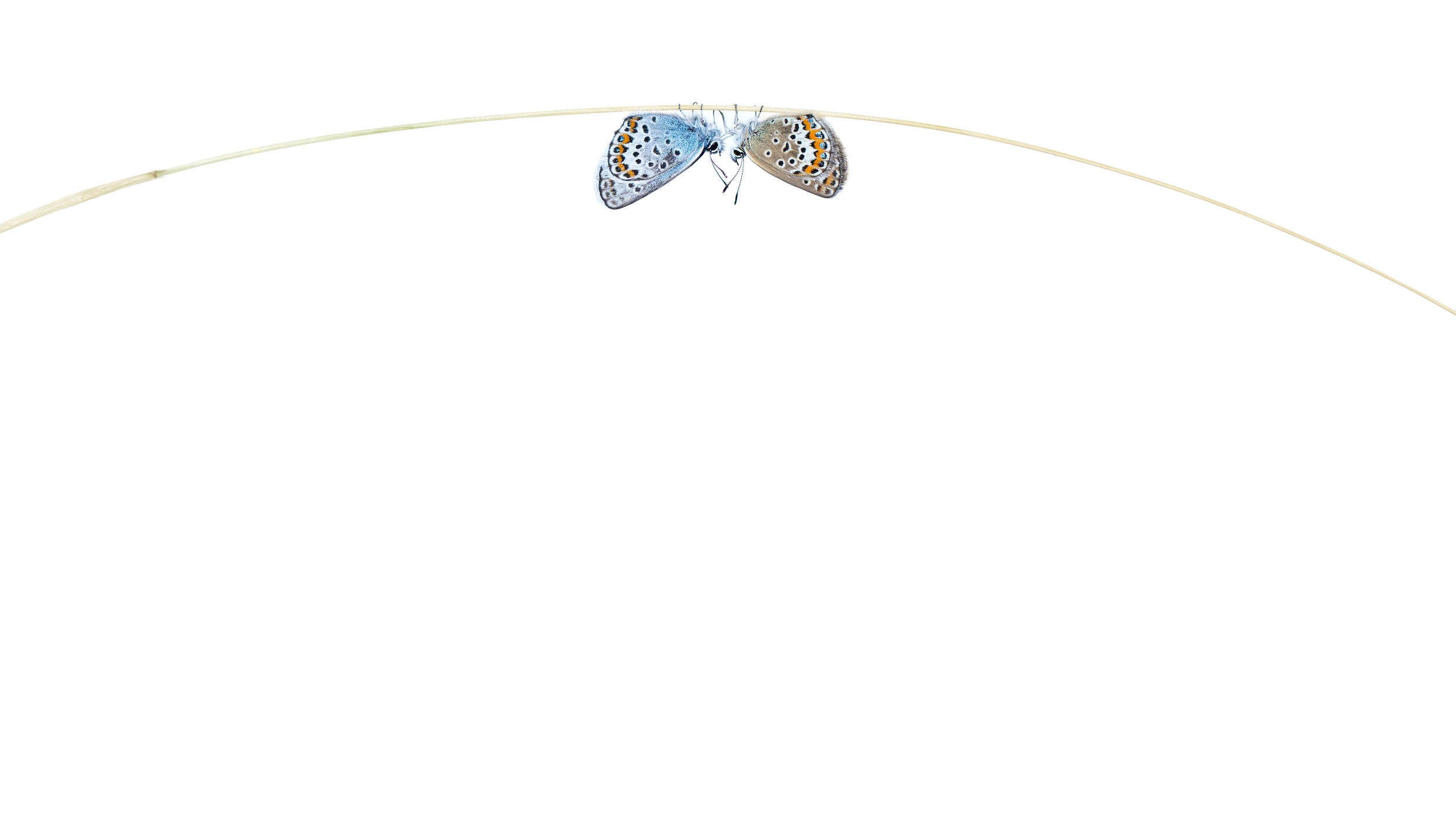 Two butterflies are photographed touching feelers, upside down hanging on something and on a bright white background