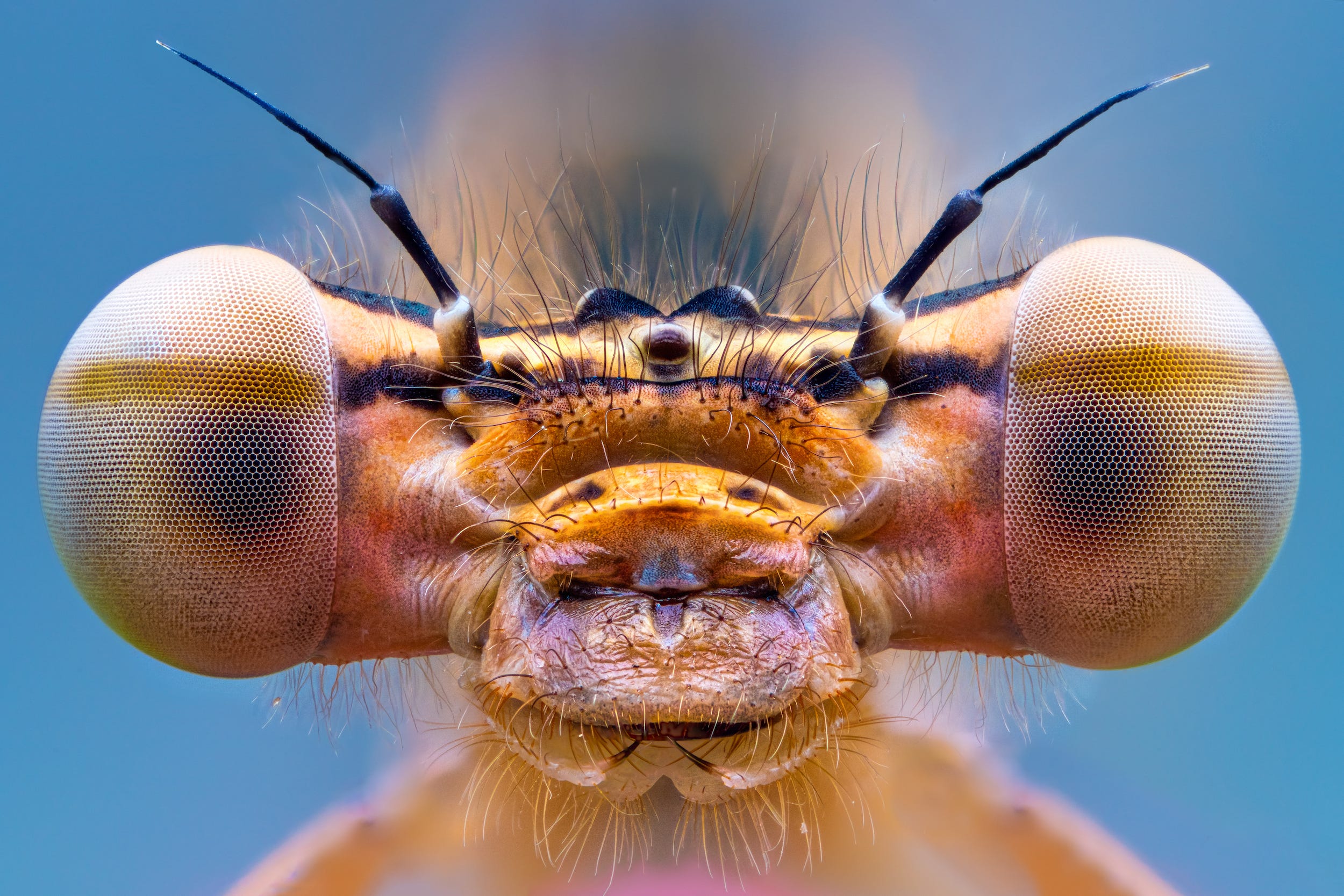 A closeup shot of a bug’s face with a lot of character, showing two big bulbous “eye” shapes jutting off to the sides