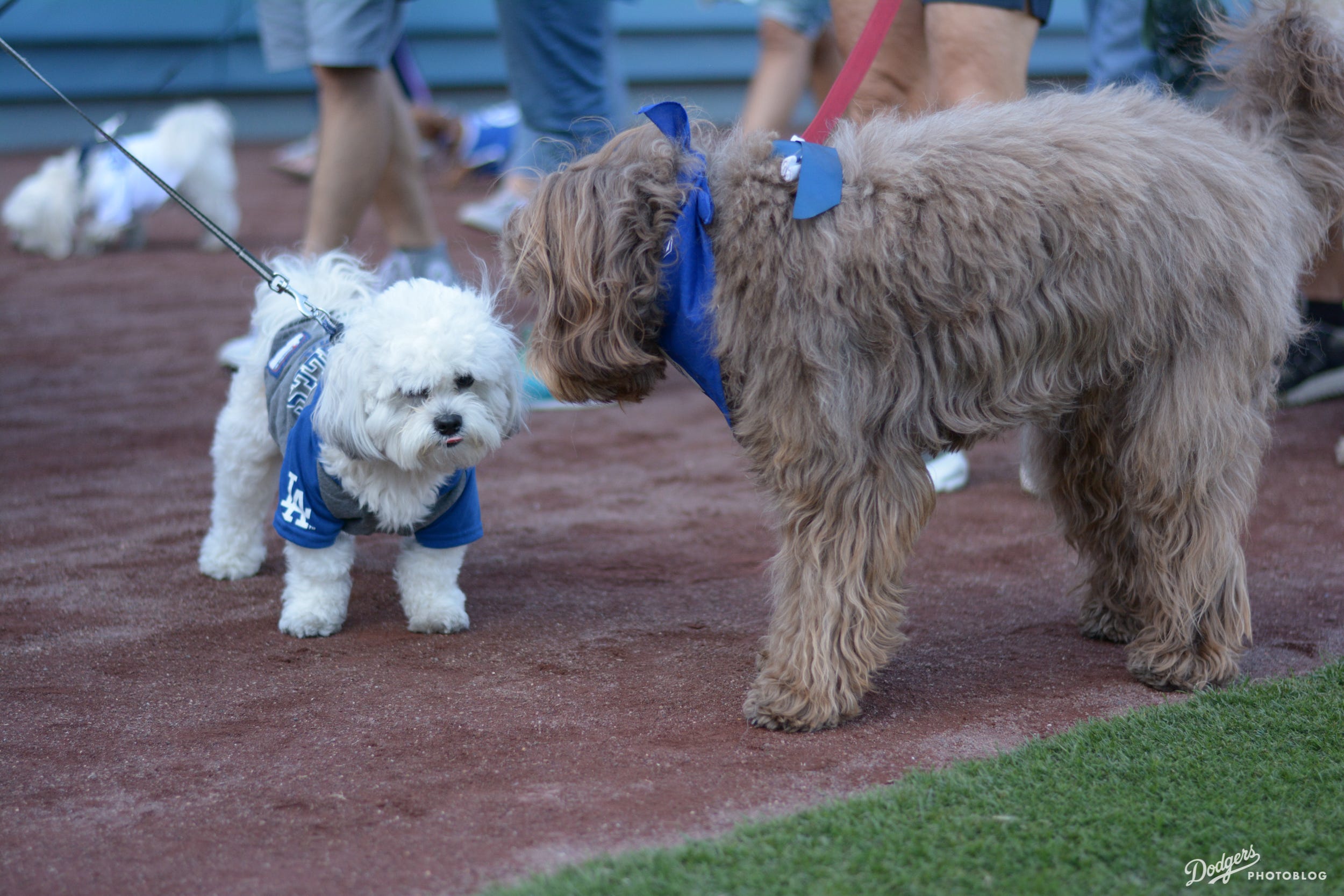 Photoblog Dodgers host Pups at the Park by Sue Jo Dodger Insider