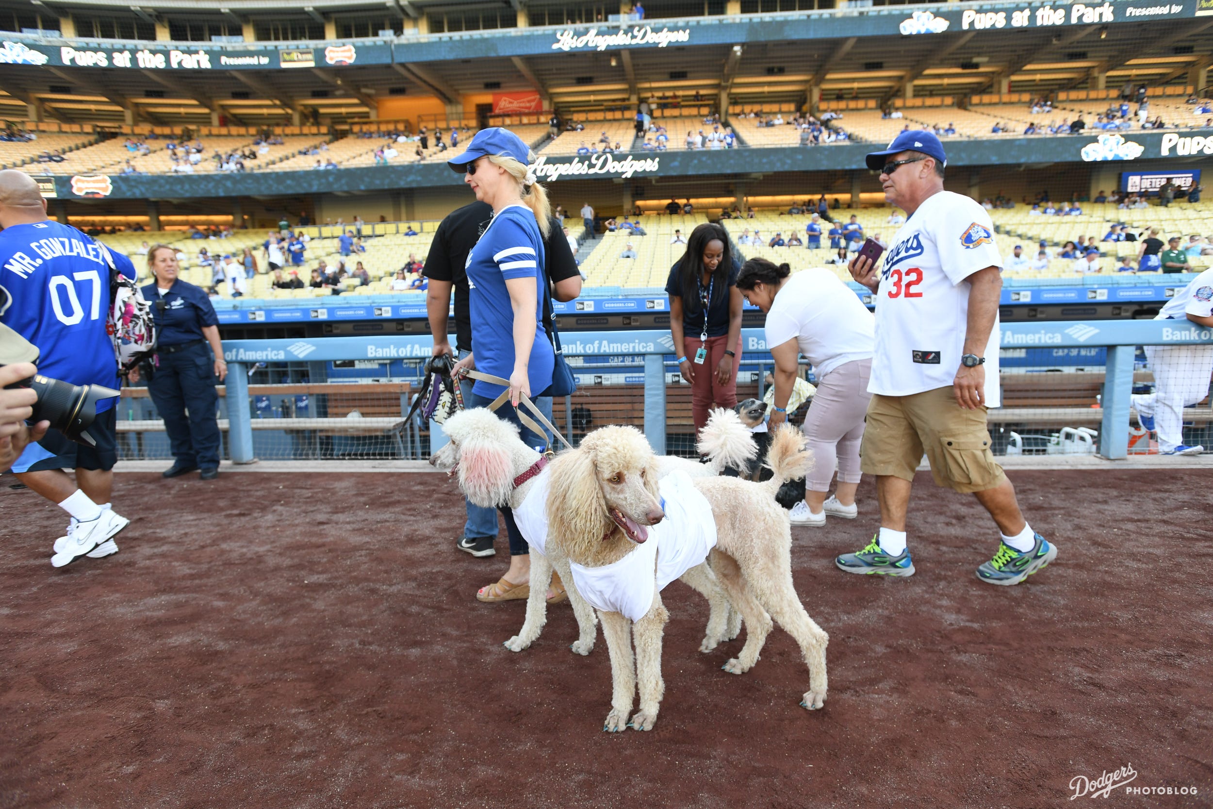 Photoblog Dodgers host Pups at the Park Dodger Insider