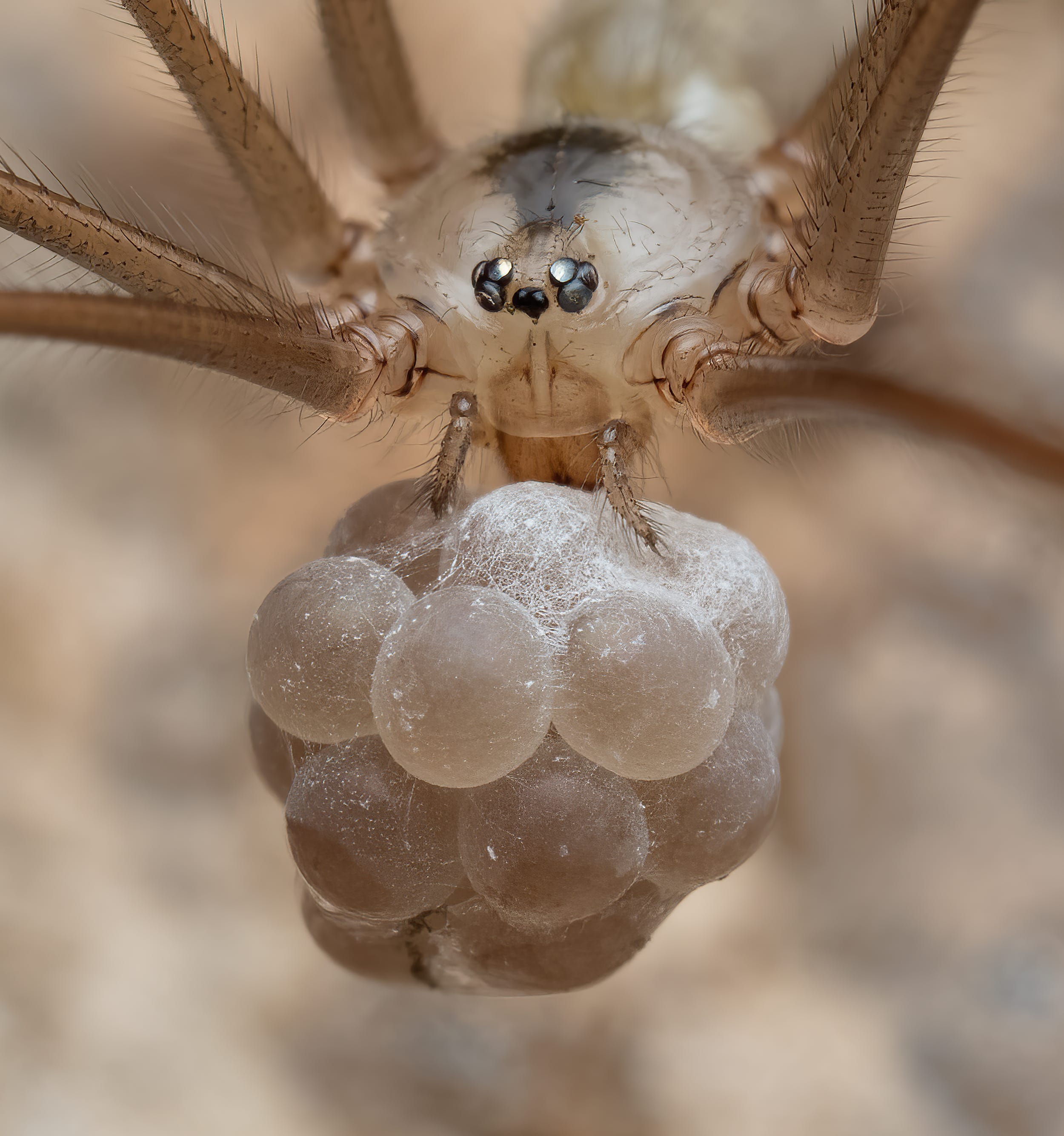A “daddy long legs” bug shot up close, with a collection of her eggs held carefully in front of her