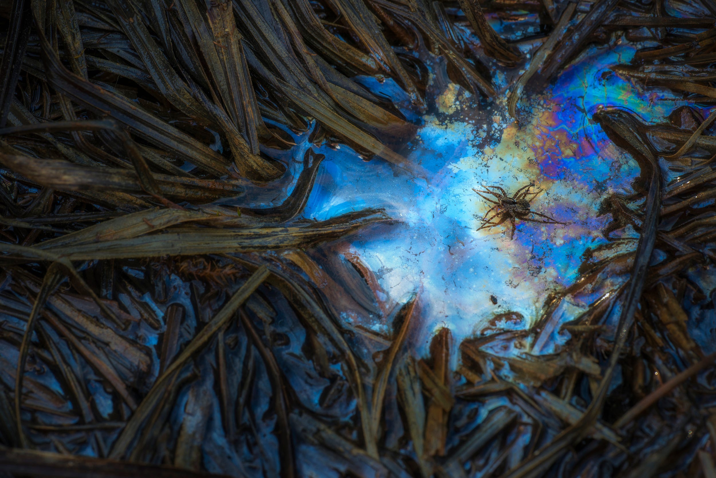 Some dark plants are rooted in a shimmering, iridescent swamp, in one bright opening a spider sits as if on display