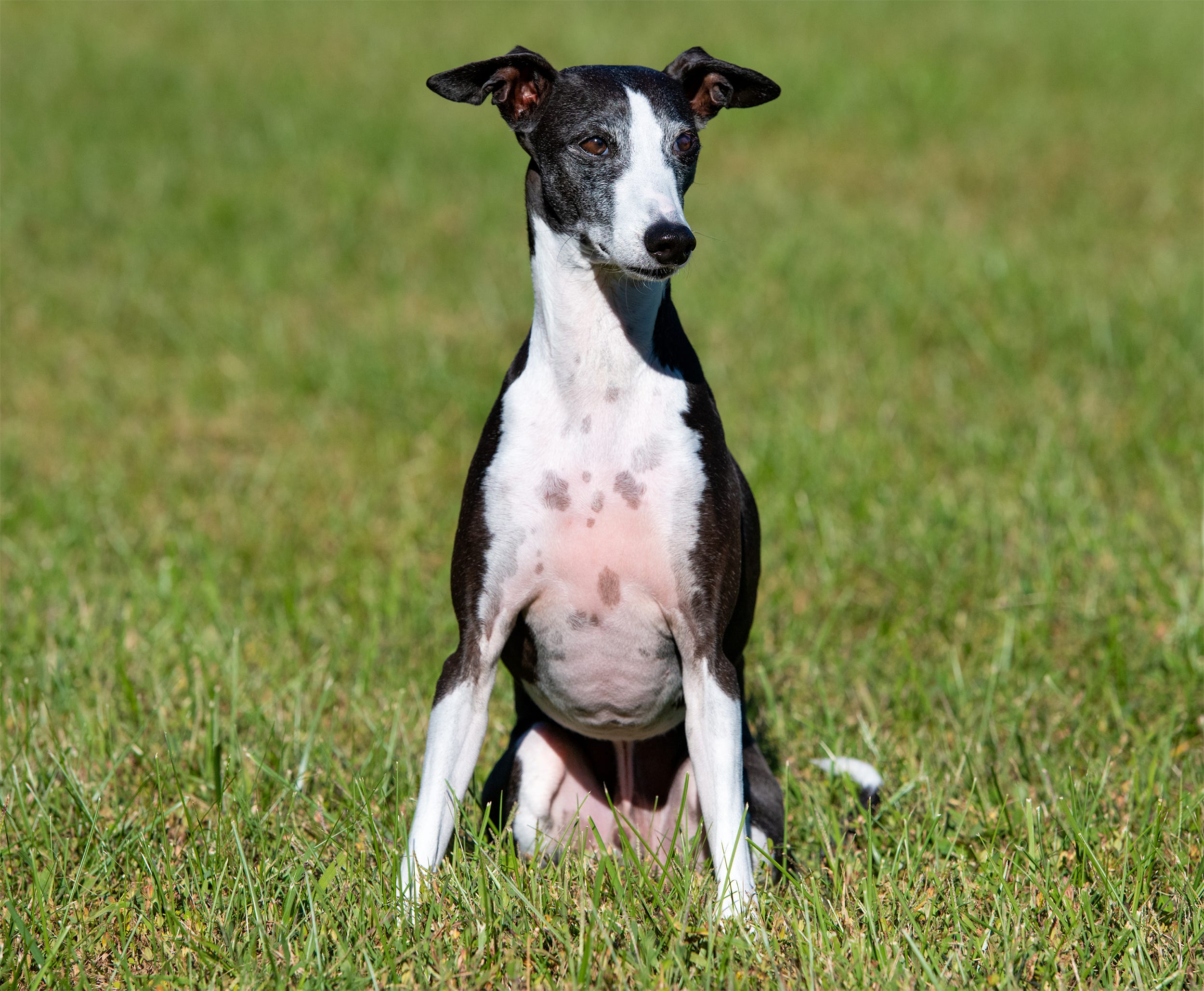 italian greyhound mass