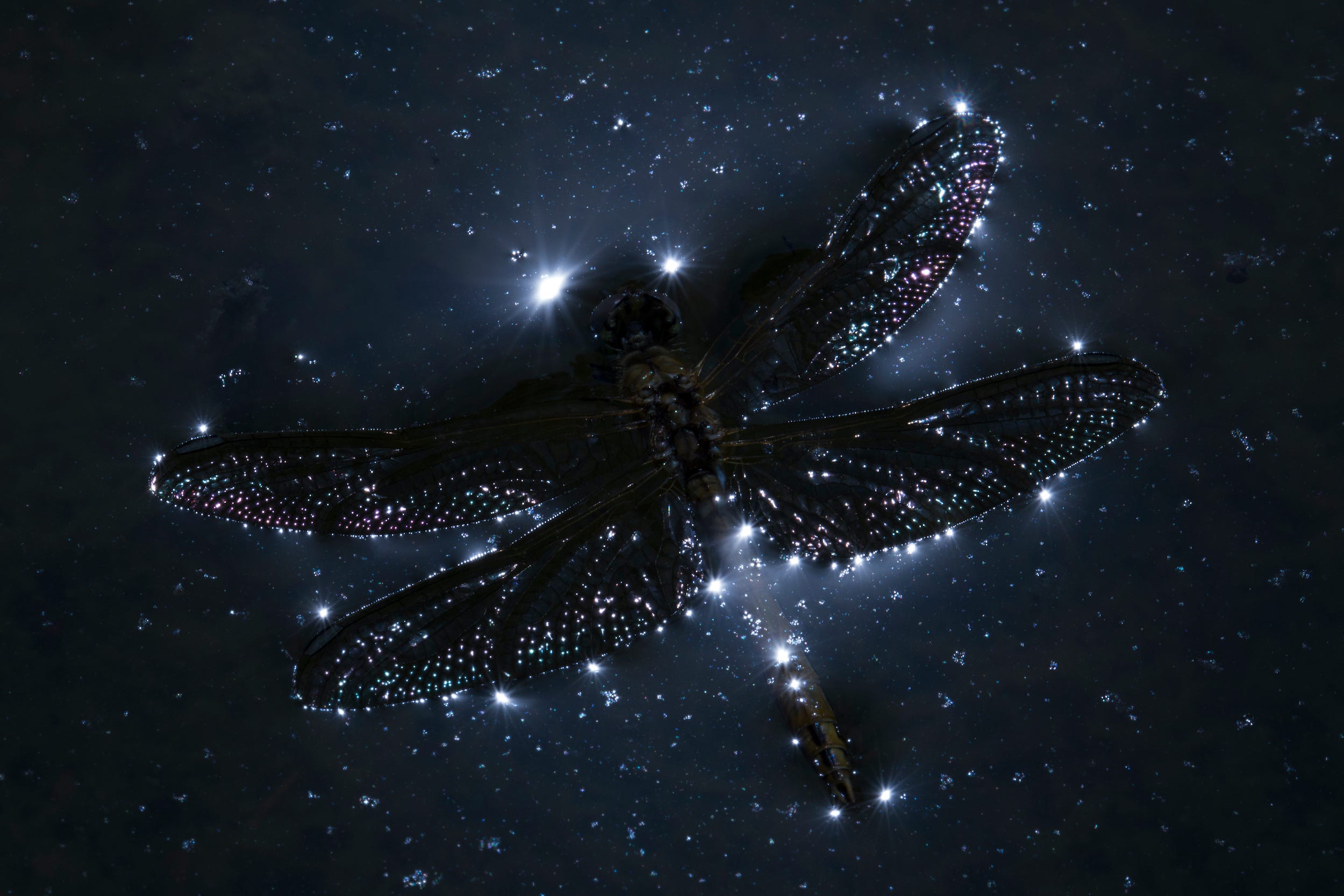 A dead dragonfly rests on still water, the reflections of the sun above make her body look like it is framed by stars