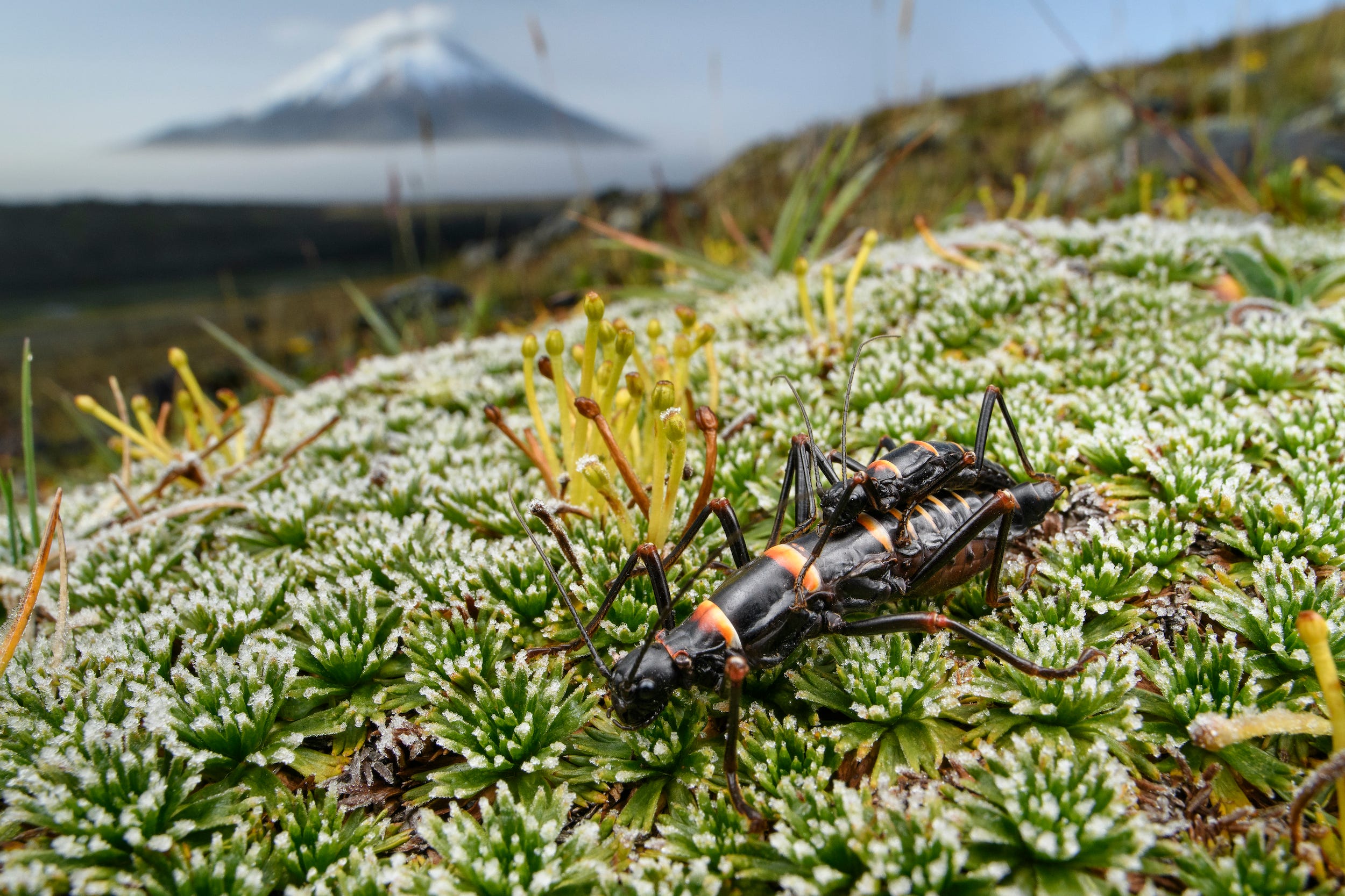 Two stick insects, one on top of the other, a rephotographed on a verdant hill with a snow-capped volcano in the background
