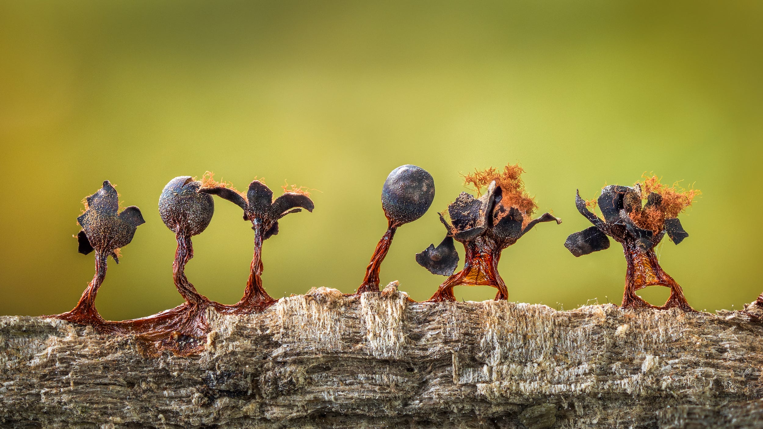 An unusual type of mold is pictured along part of a tree, the figures look kind of like little cartoon characters on fire
