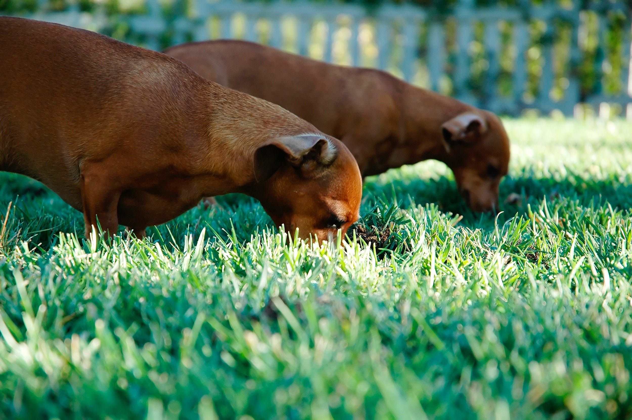 why do dogs like eating grass