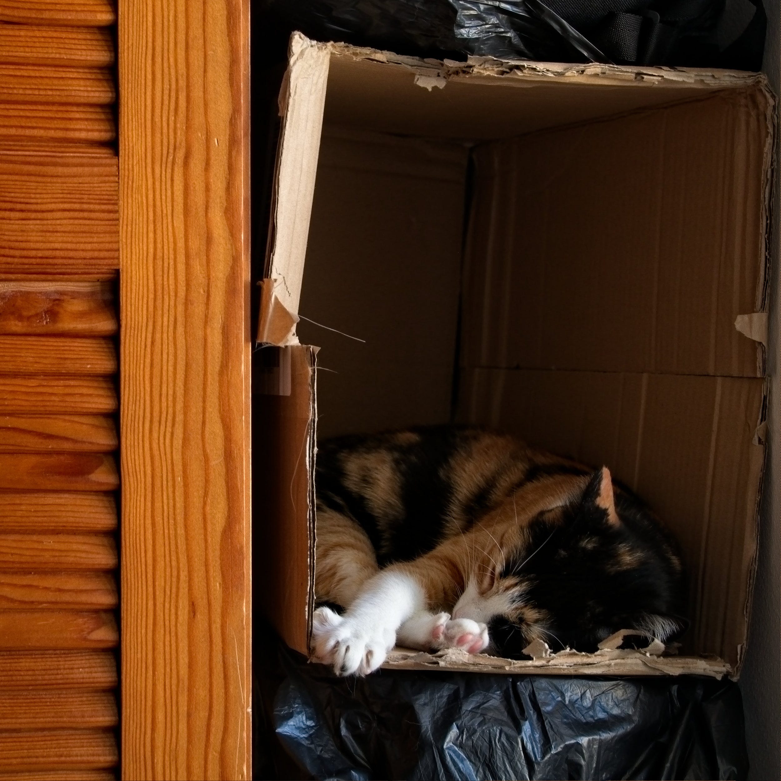 Cats in RAW and a passion for cardboard boxes by Jose Antunes Cat