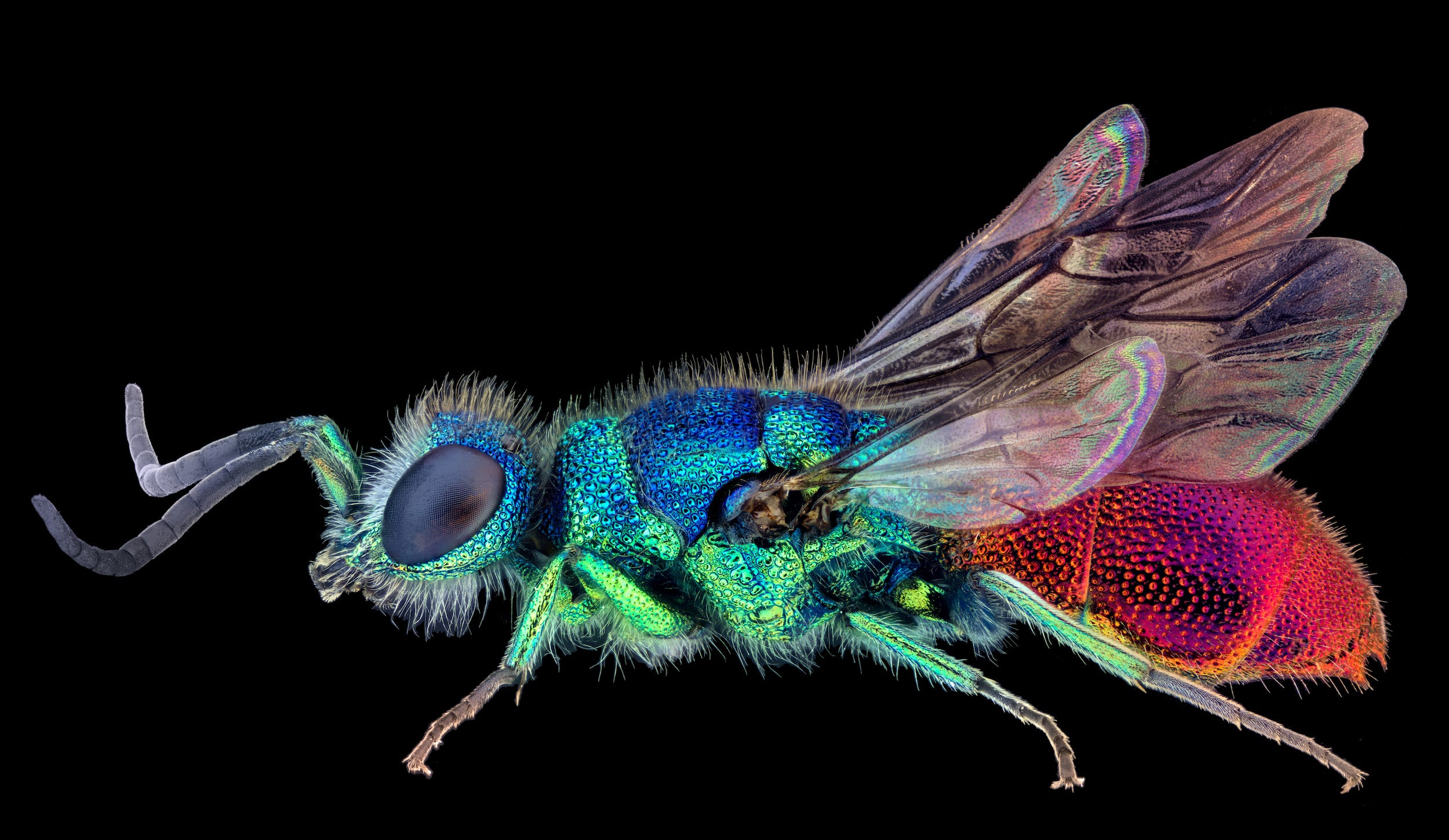 A very brightly colored fly-type bug includes shades of shiny, radiant blue, green, purple, and pink