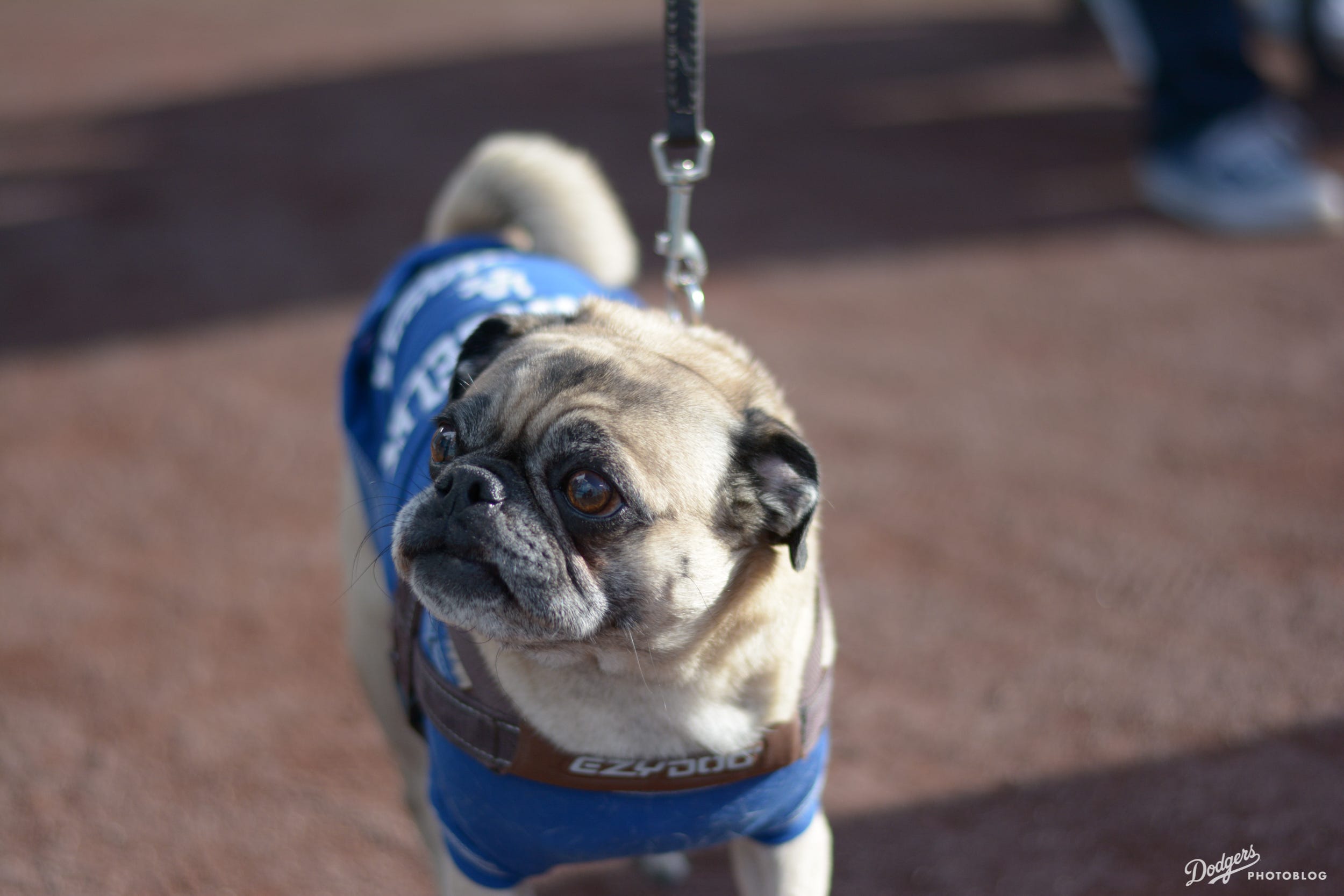 Photoblog Dodgers host Pups at the Park by Sue Jo Dodger Insider