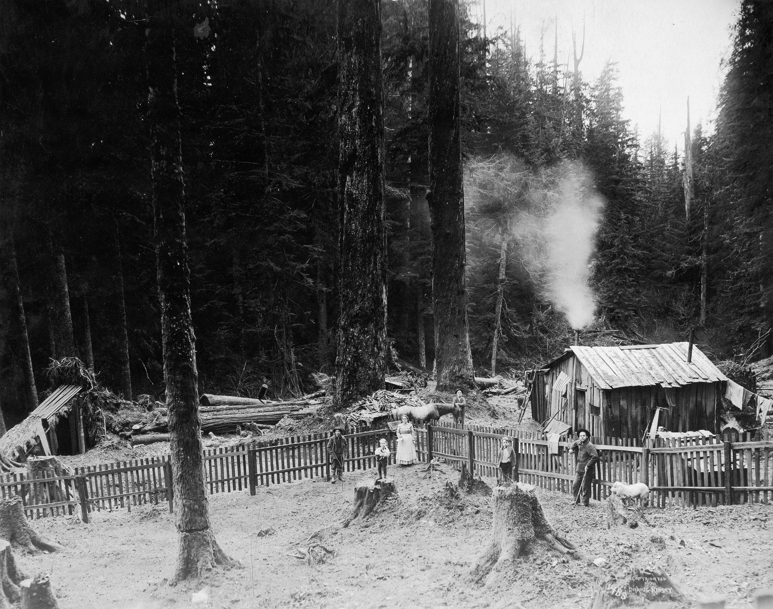 Early Logging Photos Show The Taming And Tarnishing Of - 