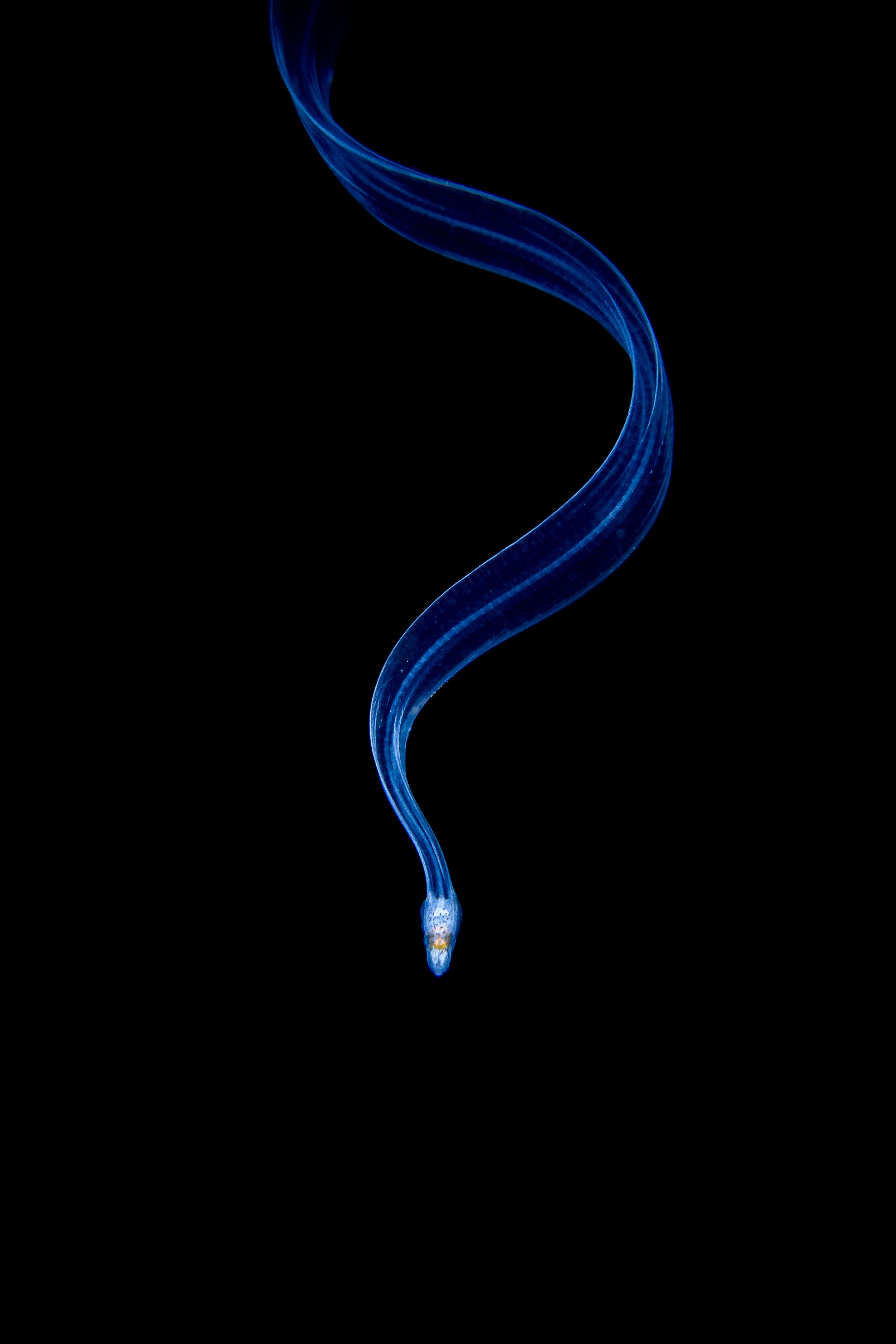 On a black background, a glowing bright blue ribbon of an eel snakes downward from the top of the frame