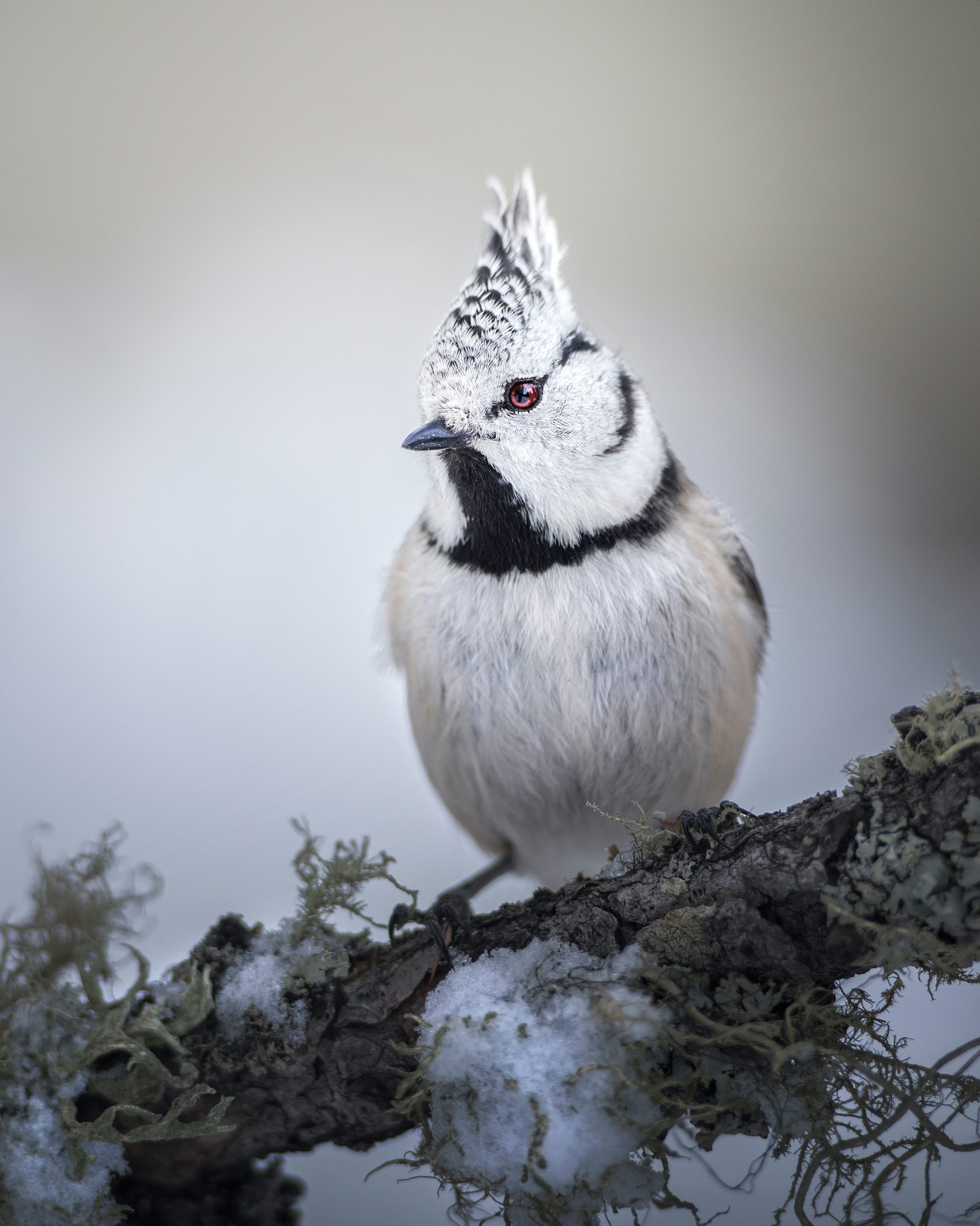 A beautiful white and black songbird with a small red eye