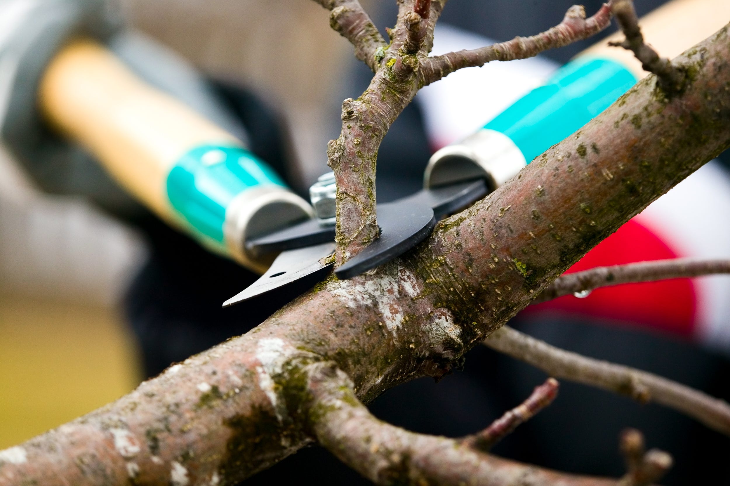 tree service long island
