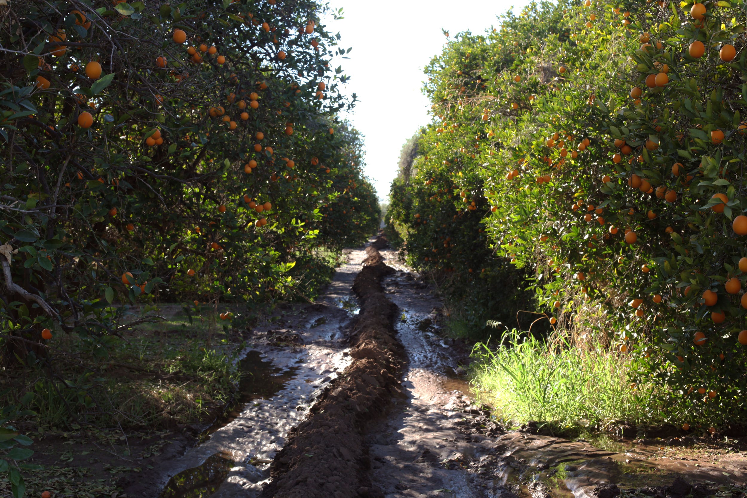 Fruit Trees Denver Colorado | Fruit Trees