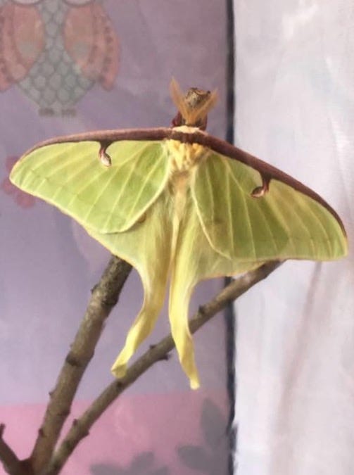 We Love Moths Moths Are Just As Beautiful As By Runaway Medium